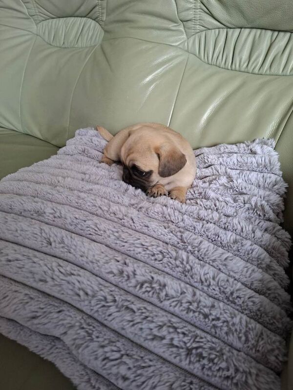 Pug puppy - Image 2 of 4