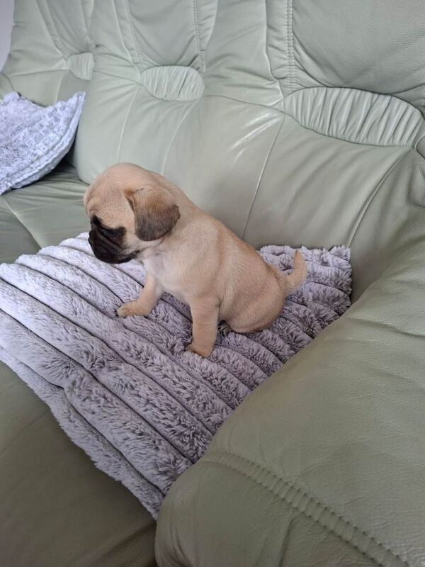 Pug puppy - Image 3 of 4