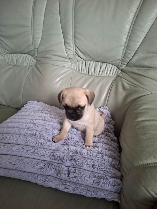 Pug puppy - Image 4 of 4