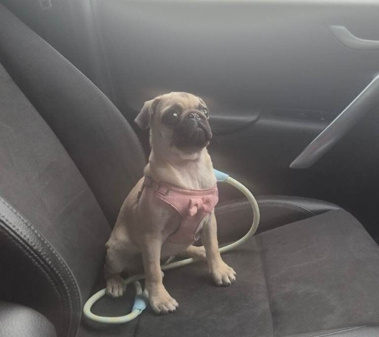 Pug puppies for sale in Shaw, Greater Manchester – 7 months old