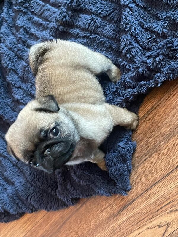 Pug puppies for sale in King's Lynn, Norfolk – 1 year old - Image 1 of 2