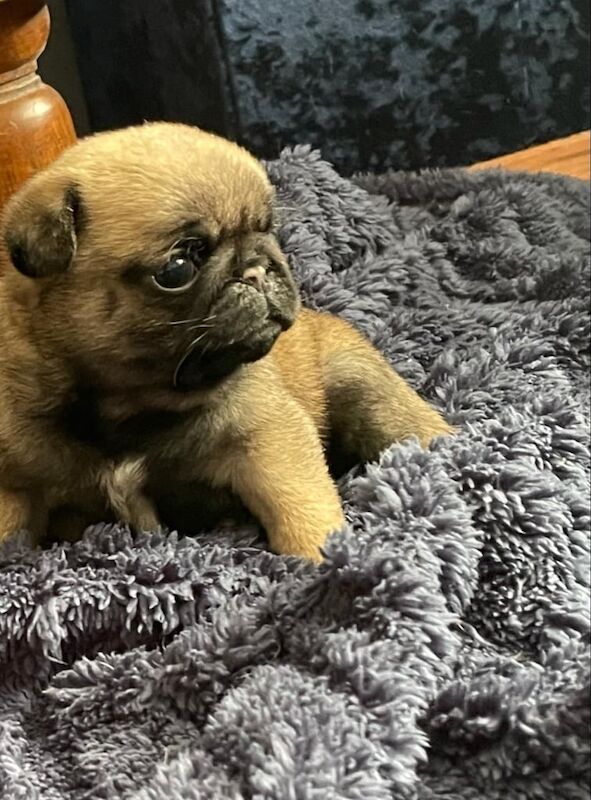 Pug puppies for sale in King's Lynn, Norfolk – 1 year old - Image 2 of 2