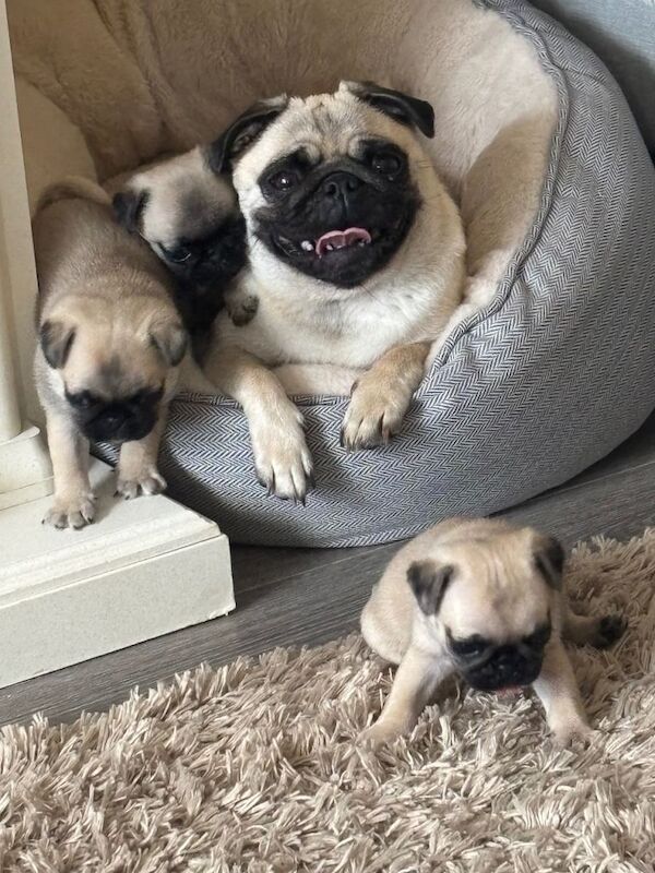 Pug puppy for sale