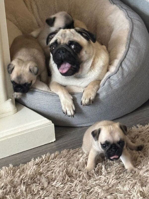 Pug puppy for sale - Image 2 of 5