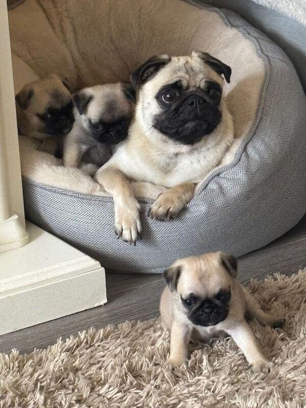 Pug puppy for sale - Image 3 of 5