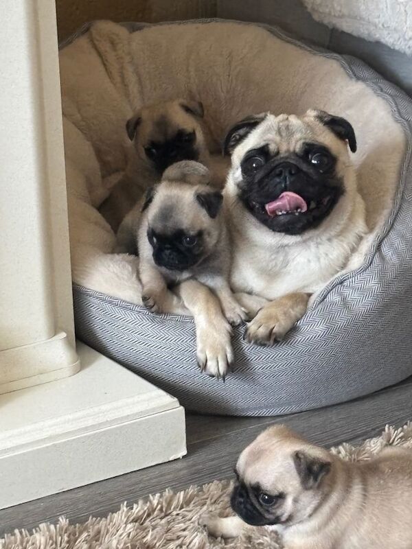 Pug puppy for sale - Image 4 of 5