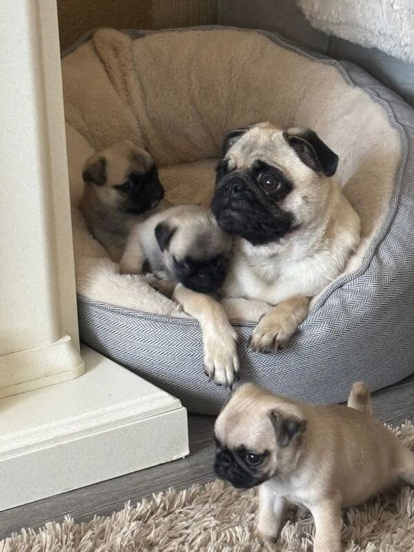 Pug puppy for sale - Image 5 of 5