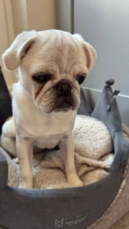 Pug puppy white for sale in Portadown, County Armagh
