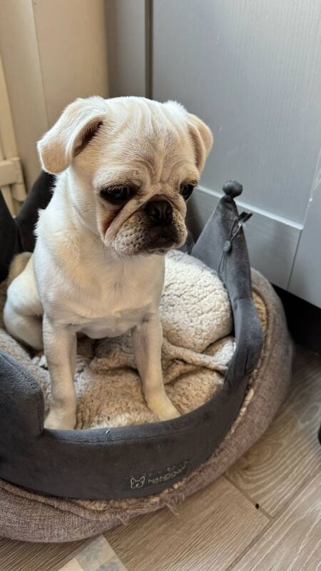 Pug puppy white for sale in Portadown, County Armagh | Image 2