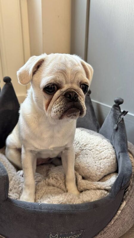 Pug puppy white for sale in Portadown, County Armagh | Image 3