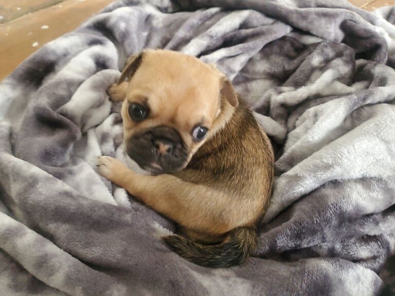 Pug puppies for sale in Southampton, Hampshire – 11 months old - Image 2 of 3