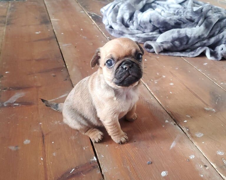 Pug puppies for sale in Southampton, Hampshire – 11 months old - Image 3 of 3