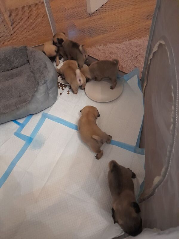 Pug puppies for sale in Eastwood, Nottinghamshire – 4 weeks old