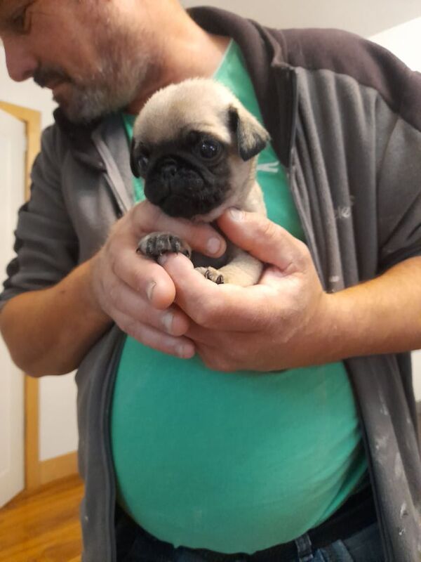 Pug puppies for sale in Eastwood, Nottinghamshire – 4 weeks old - Image 2 of 3