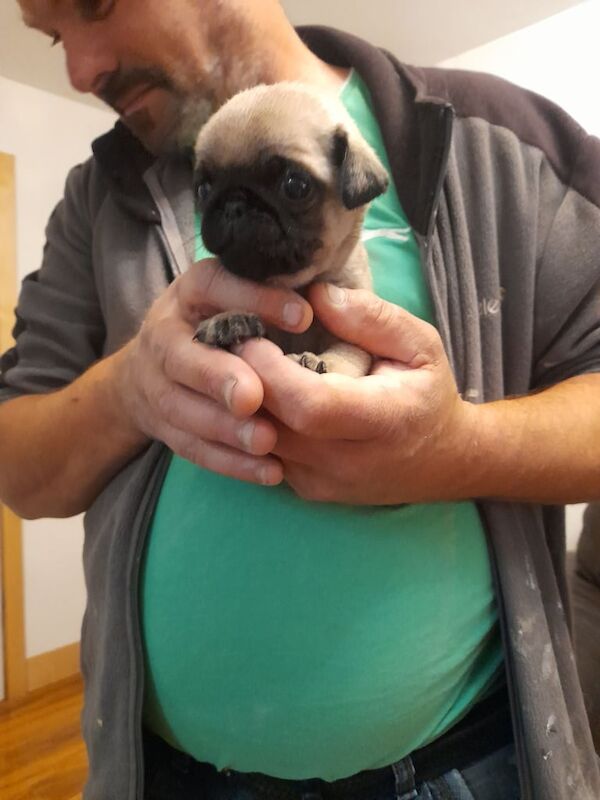 Pug puppies for sale in Eastwood, Nottinghamshire – 4 weeks old - Image 3 of 3