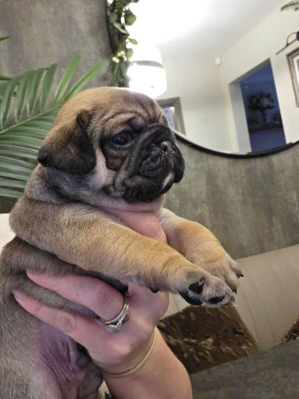 Pug Puppies For Sale