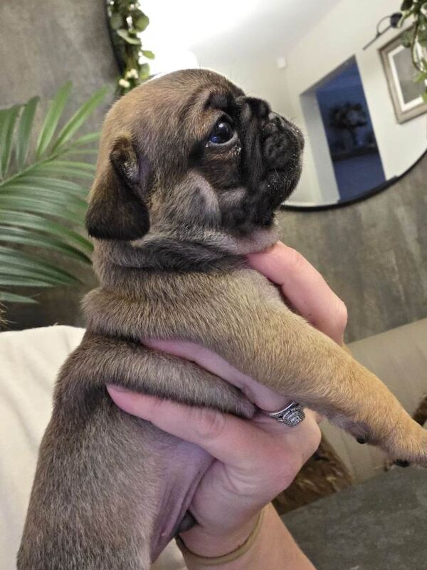 Pug puppys - Image 2 of 4