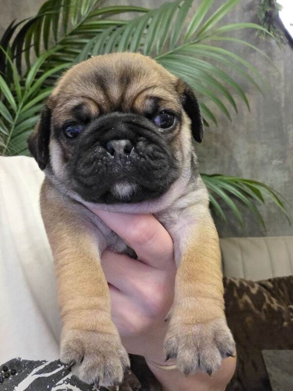 Pug puppys - Image 3 of 4