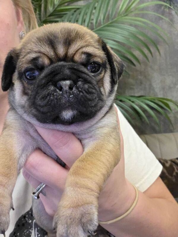 Pug puppys - Image 4 of 4