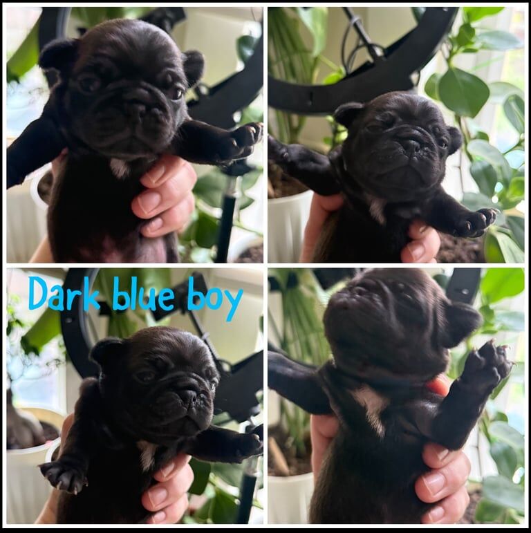 Pug puppy's for sales for sale in Acton, Greater London