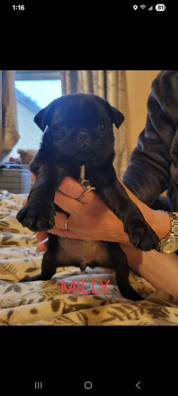 Pug puppies for sale in Bradford, West Yorkshire – KC registered, 8 weeks old - Image 3 of 3