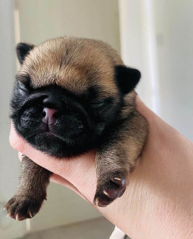 Pug Puppies For Sale