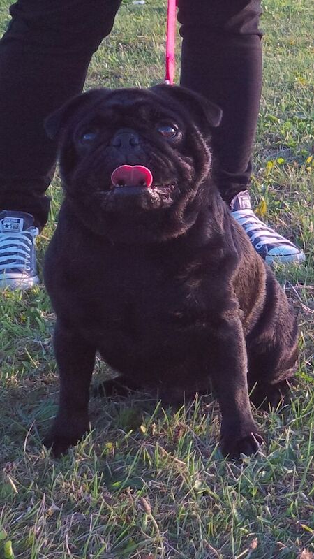Pug Puppies For Sale