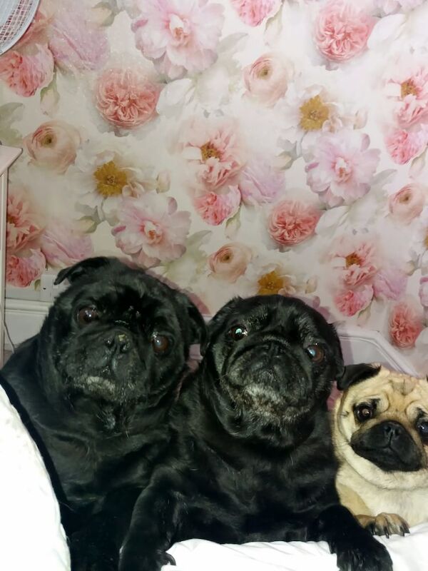 Pug wanted - Image 2 of 3