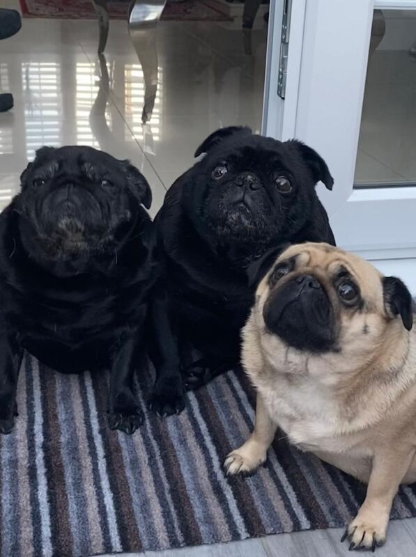 Pug wanted - Image 3 of 3