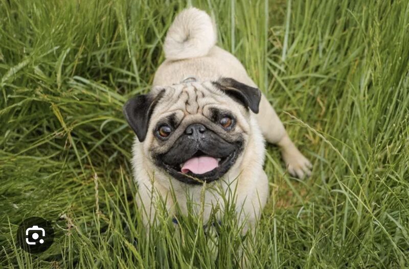 Pug Puppies For Sale