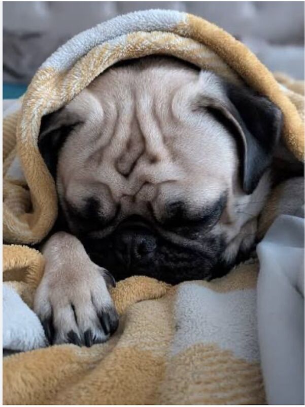 Pug Wanted! - Image 2 of 3