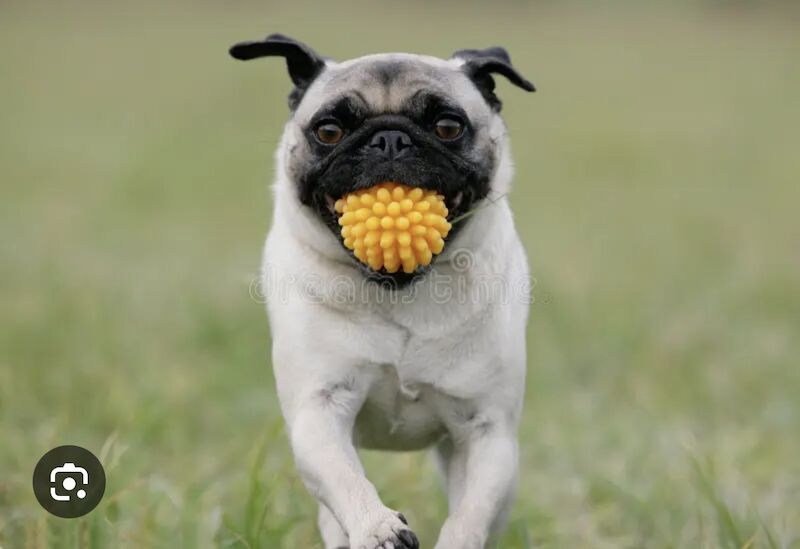 Pug Wanted! - Image 3 of 3