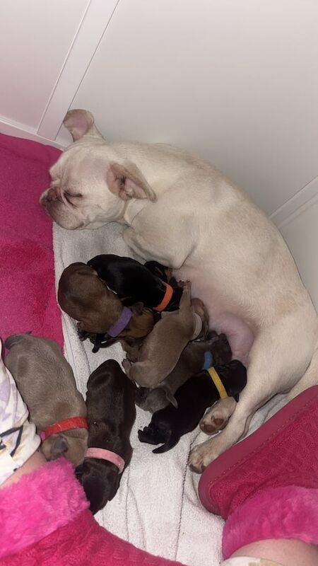 Pug x dachshund - Image 2 of 3
