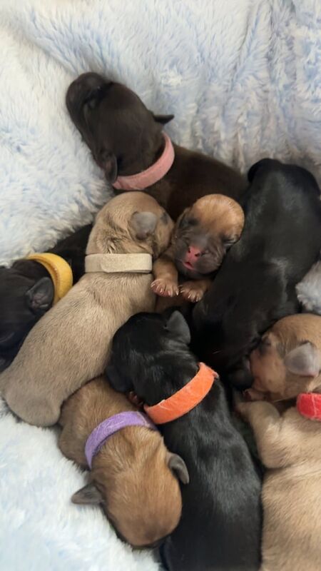 Pug x dachshund - Image 3 of 3
