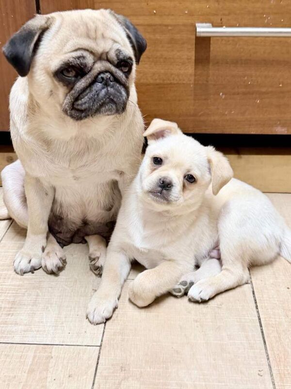 Pug puppies for sale in Peterborough, Cambridgeshire – 3 months old - Image 2 of 4