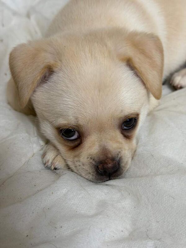 Pug puppies for sale in Peterborough, Cambridgeshire – 3 months old - Image 3 of 4