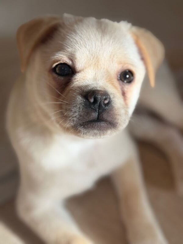 Pug puppies for sale in Peterborough, Cambridgeshire – 3 months old - Image 4 of 4