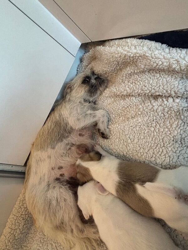 Pug puppies for sale in Heanor, Derbyshire – 5 weeks old