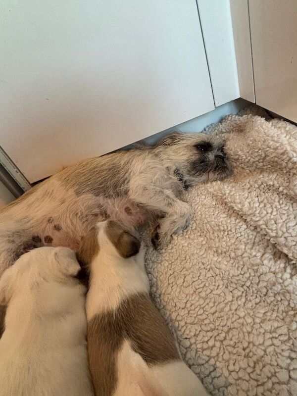 Pug puppies for sale in Heanor, Derbyshire – 5 weeks old - Image 2 of 3