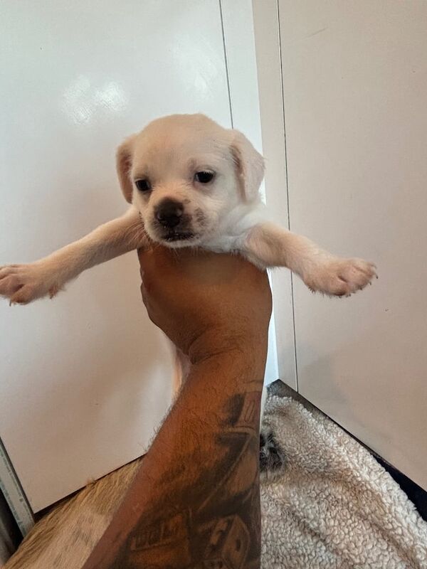 Pug puppies for sale in Heanor, Derbyshire – 5 weeks old - Image 3 of 3