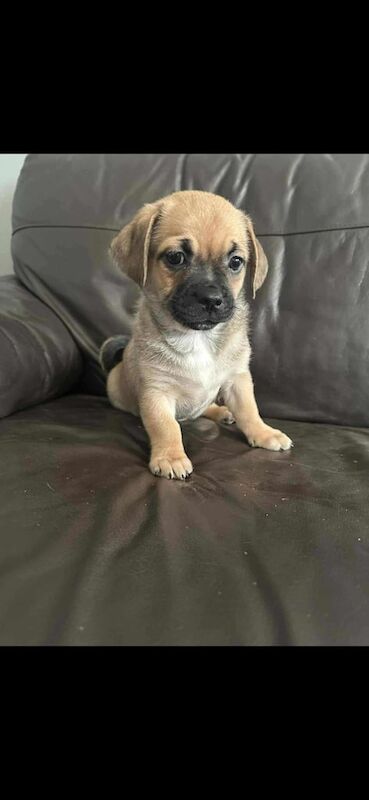 Pug puppies for sale in Comber, County Down – 9 weeks old