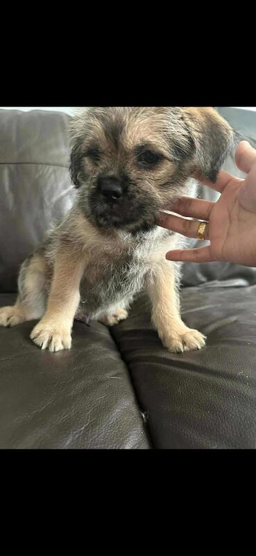 Pug puppies for sale in Comber, County Down – 9 weeks old - Image 2 of 3