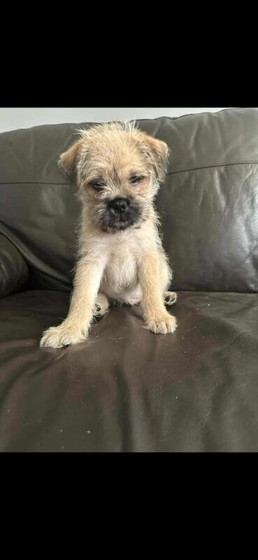 Pug puppies for sale in Comber, County Down – 9 weeks old - Image 3 of 3