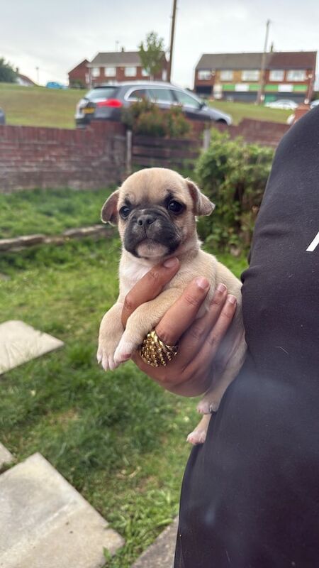 Pug puppies for sale in Rowlands Gill, Tyne and Wear – 8 weeks old