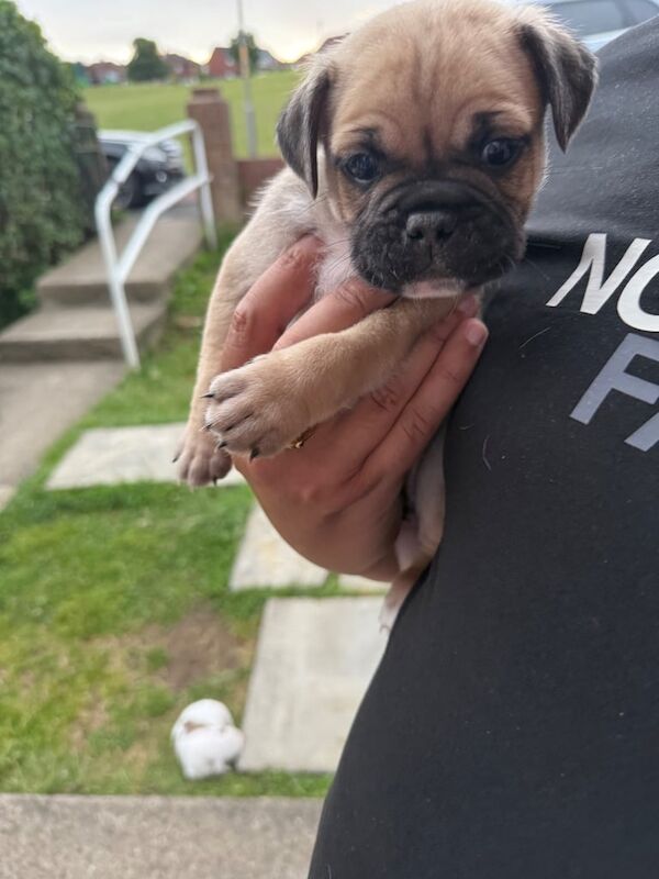 Pug puppies for sale in Rowlands Gill, Tyne and Wear – 8 weeks old - Image 2 of 3