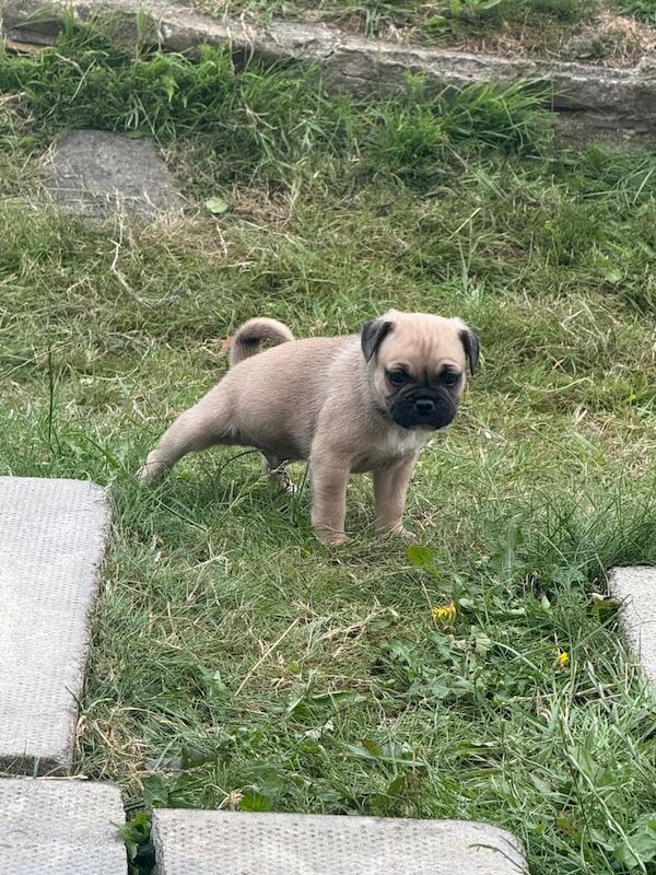 Pug puppies for sale in Rowlands Gill, Tyne and Wear – 8 weeks old - Image 3 of 3