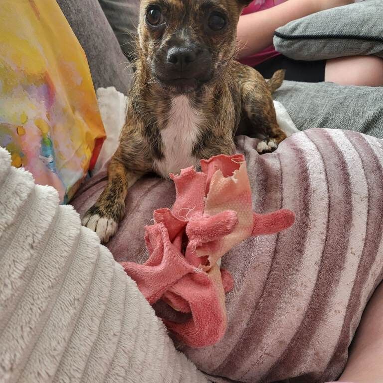 Pug x yorkie - Image 2 of 3