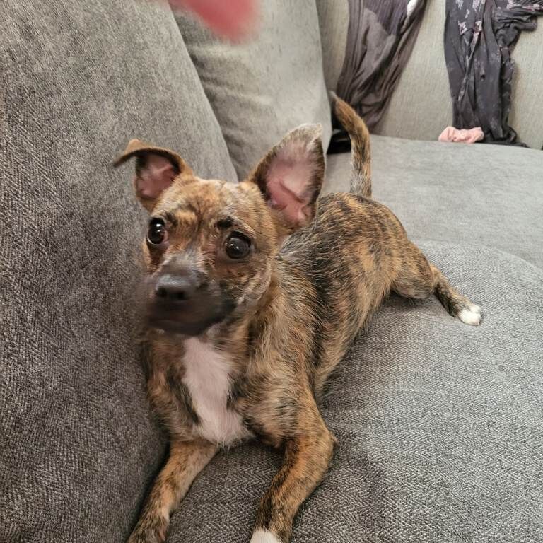 Pug x yorkie - Image 3 of 3