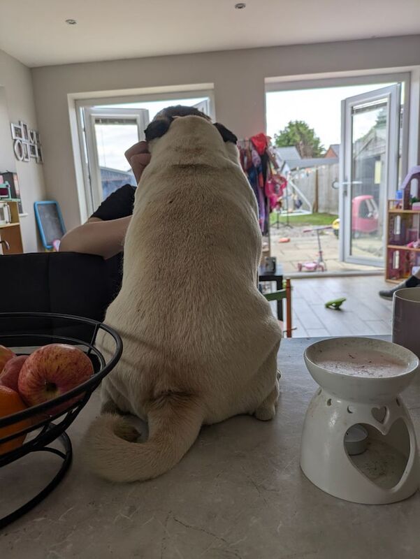 Pug puppies for sale in Spalding, Lincolnshire – 4 years old