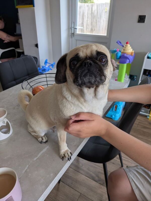 Pug puppies for sale in Spalding, Lincolnshire – 4 years old - Image 2 of 3